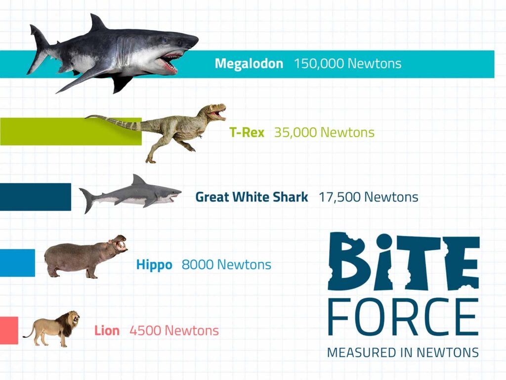 Bite force comparsion of Megalodon and other well know predatory animals