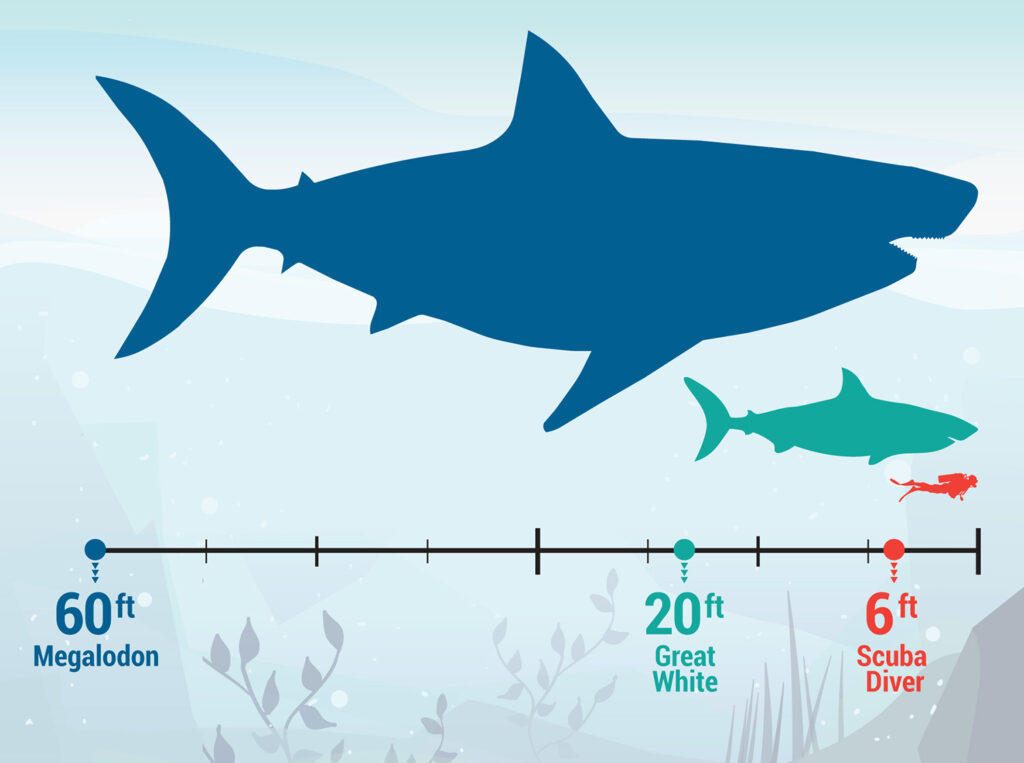 Size comparsion of the Megalodon with the great white and human diver.