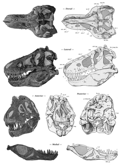 Type of Tyrannosaurus Rex skull dimensions.