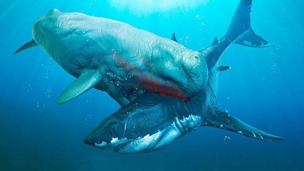 Certain perhistoric whale species did prey on smaller and more vulnerable Megalodons.