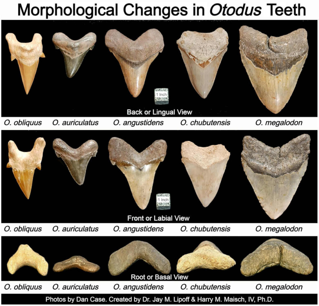 Comparison of Megalodon teeth with other fossilized shark teeth.